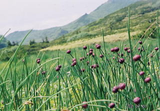 �[���x�̂��Ԕ�